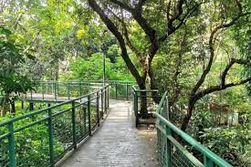Babakan Siliwangi Forest Walk
