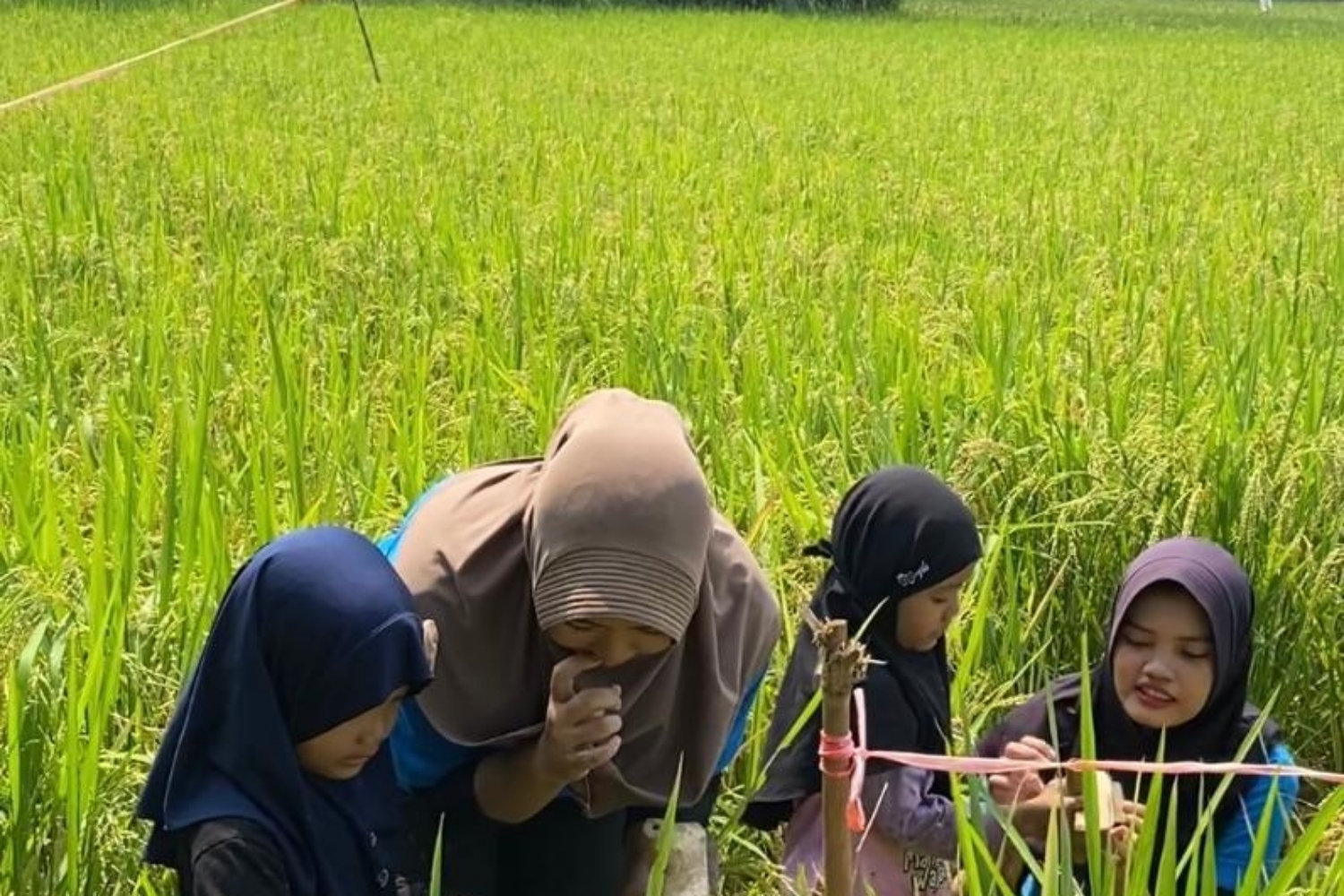 Rice agriculture 2