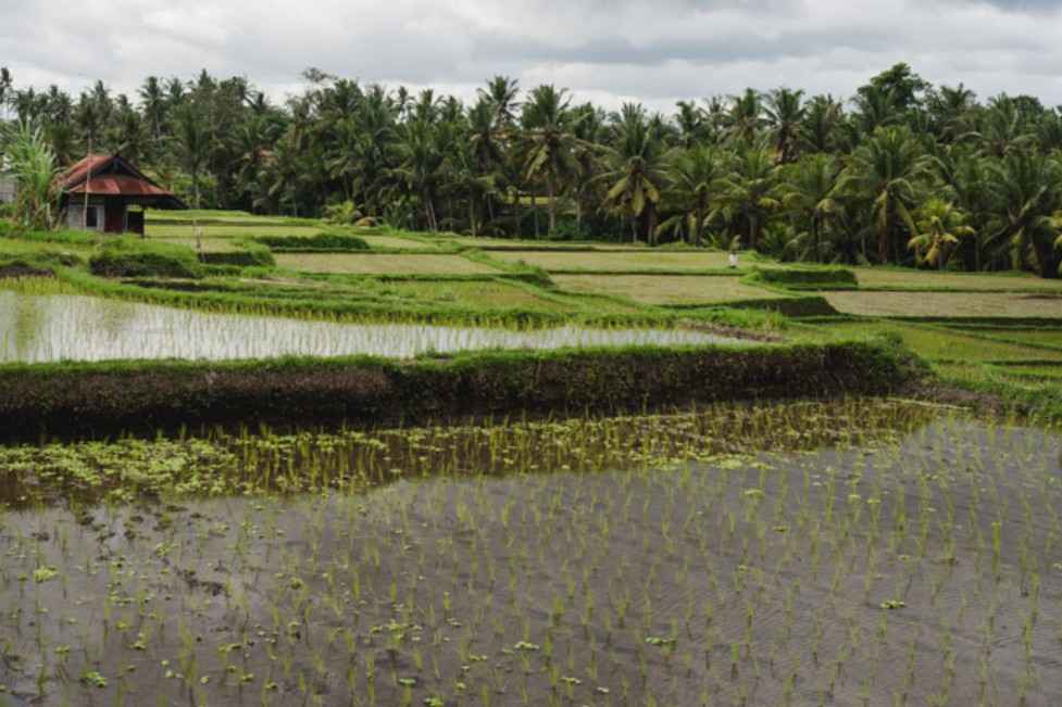 Kajeng Rice Field 4