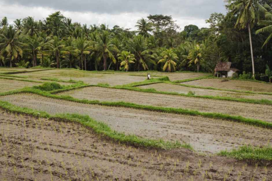 Kajeng Rice Field