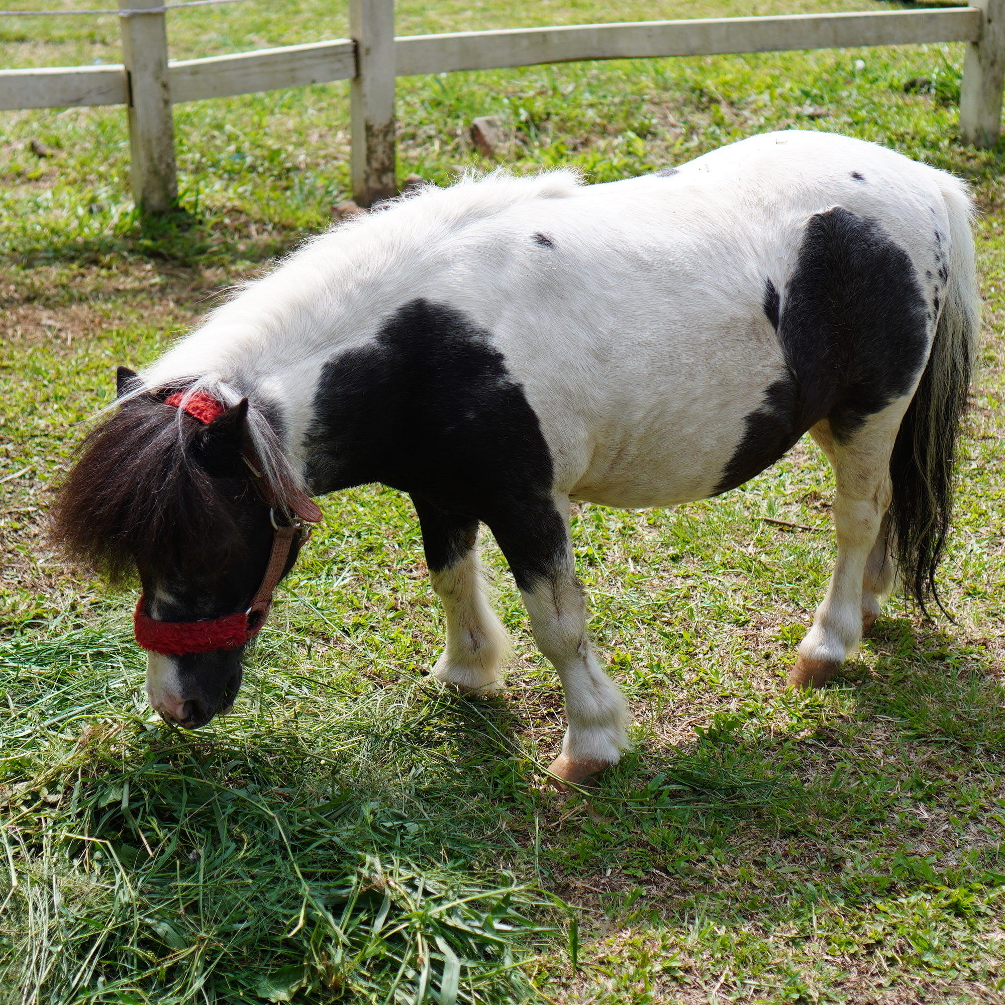 Horse Riding 4