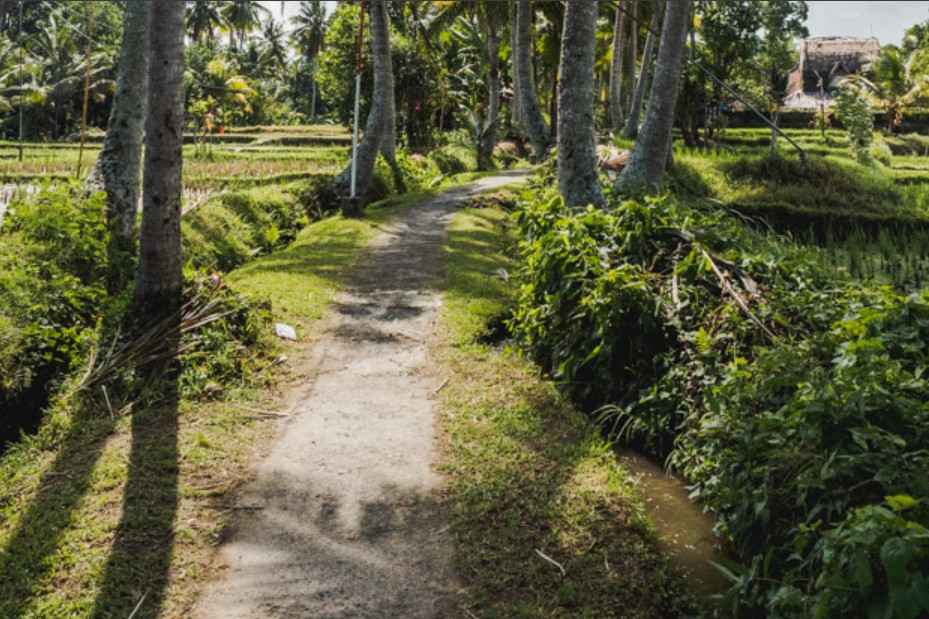 Kajeng Rice Field 2