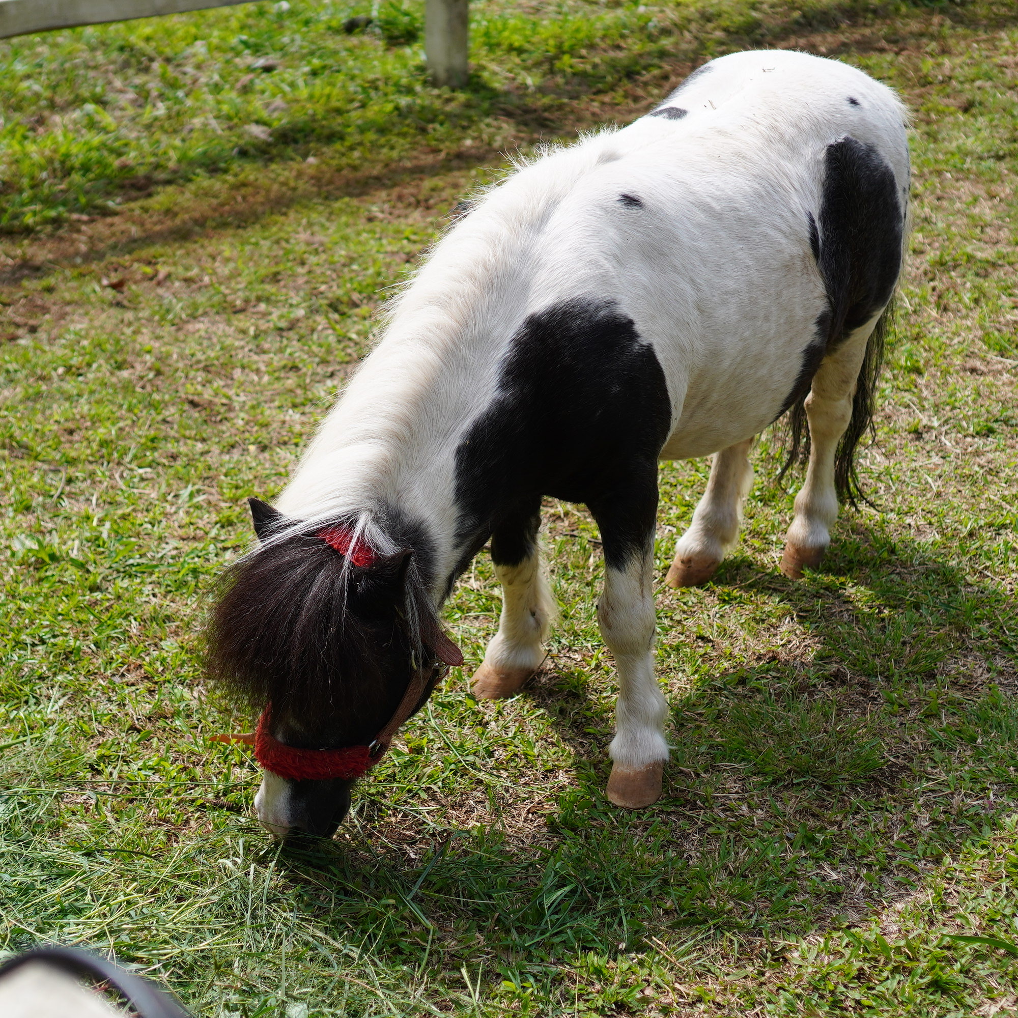 Horse Riding 3