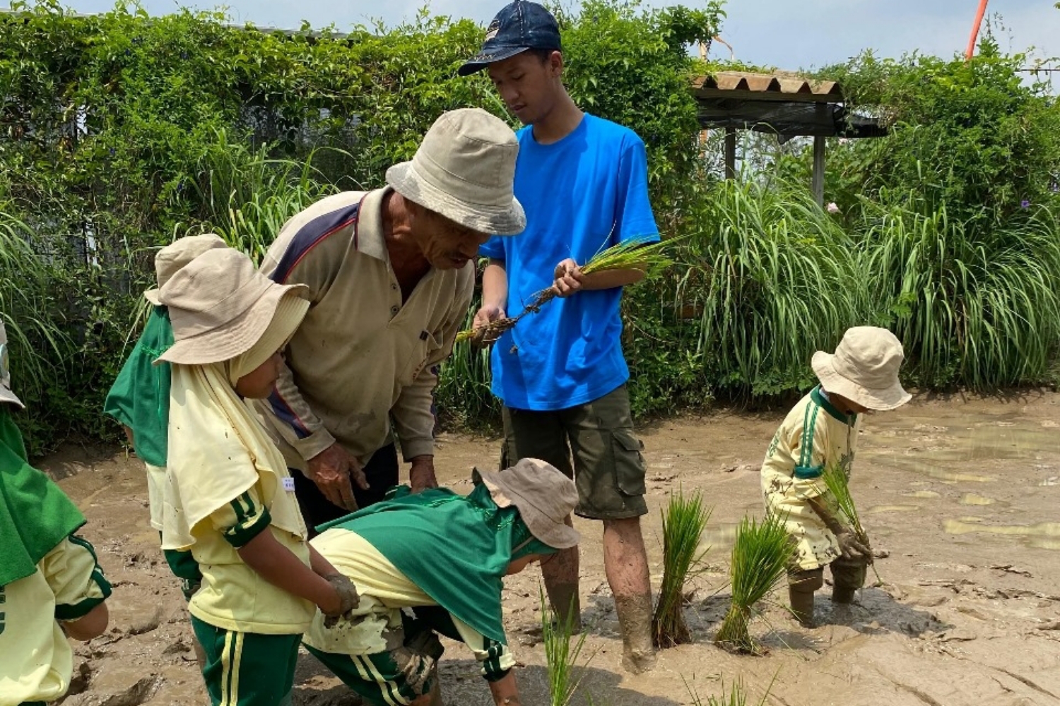 Rice agriculture