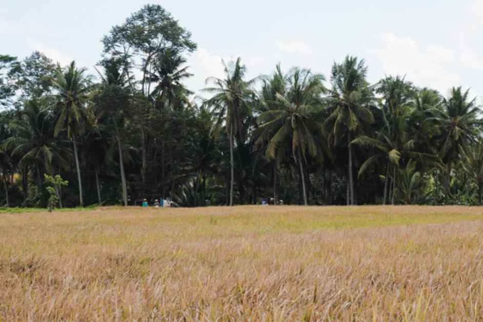 Kajeng Rice Field 3
